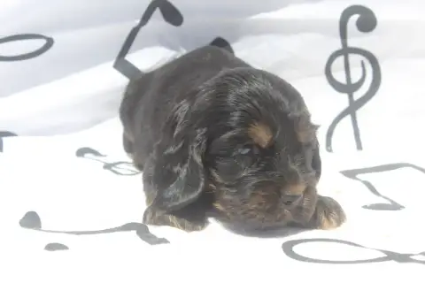 Cocker Spaniel Anglais photo 2