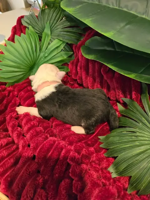 Bobtail  Bella Du Royaume De Plume photo 2