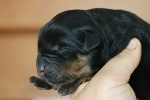 Rottweiler  Blade House Of Warrior