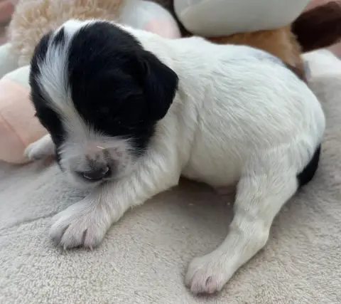 English Springer Spaniel  B................... Des Et 6fc19 photo 3