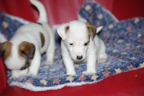 Jack Russell Terrier  Beaute A L'Ouest Des Prés De L' b3a78 photo 3