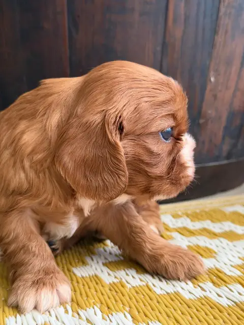 Cavalier King Charles Spaniel  Bérénice De La Cour De 4b32d photo 3