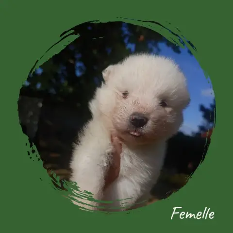 Adopter Samoyède 
                        Chiot 1
