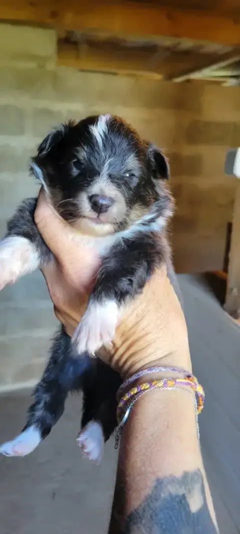 Shetland Sheepdog  B.... Des Molosses De Timoulys