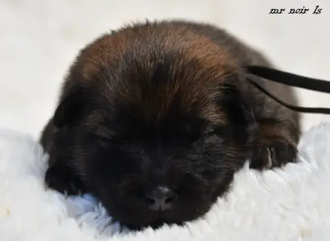 Eurasier  Chiot 7 Des Legendes De Retz