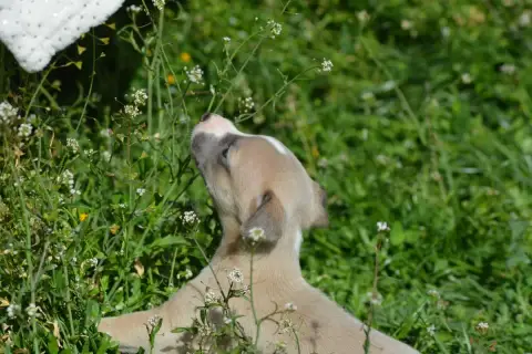 Whippet  Chiot 3 Du Haras Eclair Horside'Whip photo 3