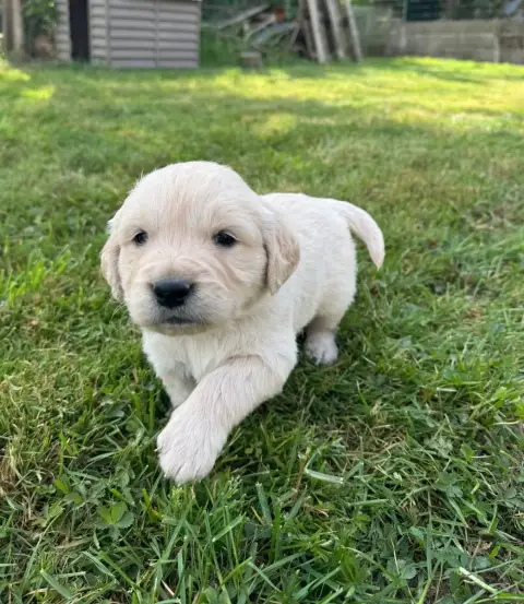 Golden Retriever  B... Colliervert Des Gardiennes De  6d4d1 photo 2