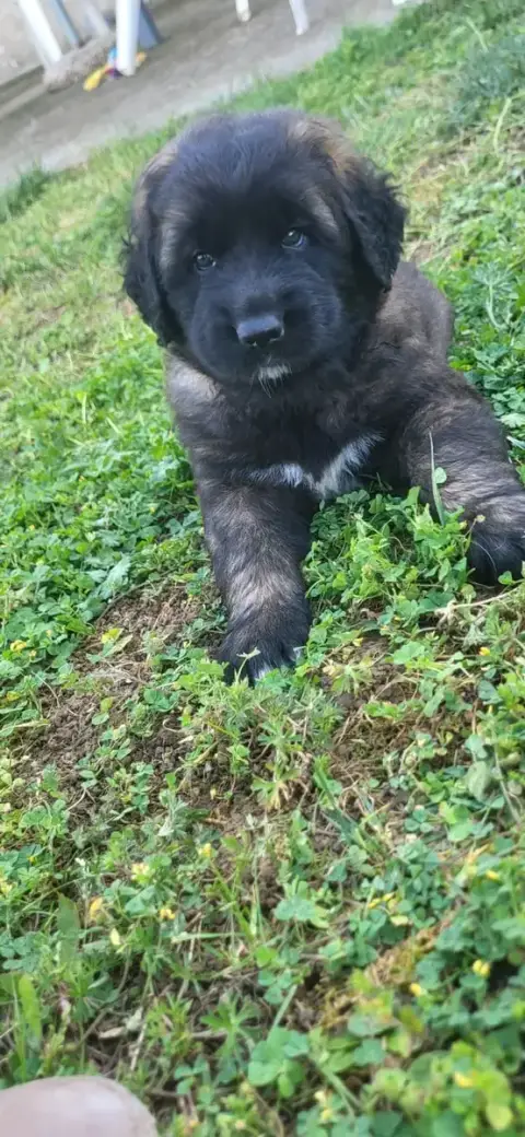 Leonberger  Chiot N°2 Du Domaine Des Mignons