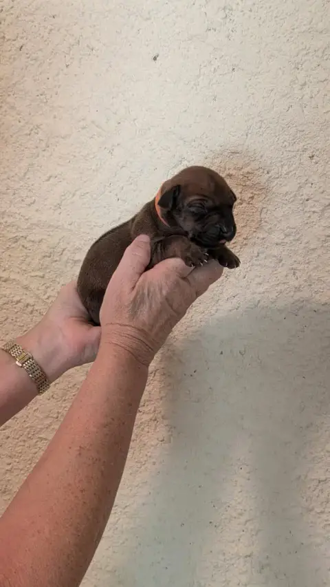 Rhodesian Ridgeback  Mâle Collier Orange Des Prouilla e8d54
