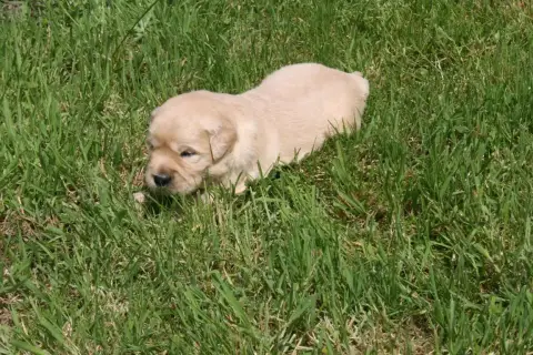Golden Retriever  Femelle 3 Des Jardins De Vesco