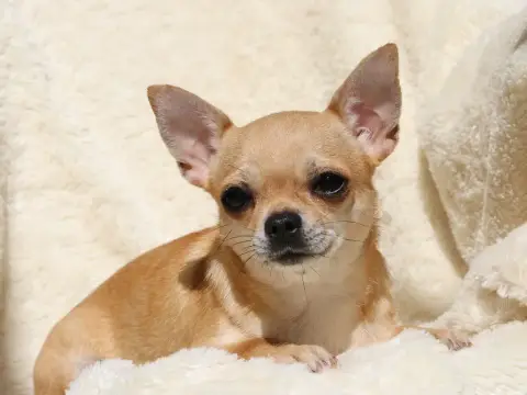 Chihuahua  Bill Du Royaume De Casabelle photo 2