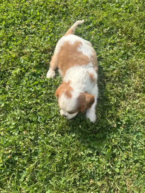 Cavalier King Charles Spaniel  B..... photo 3