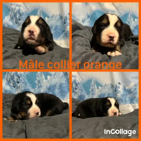Bouvier Bernois  Chiot 5 De L'Horizon Des Costes photo 3