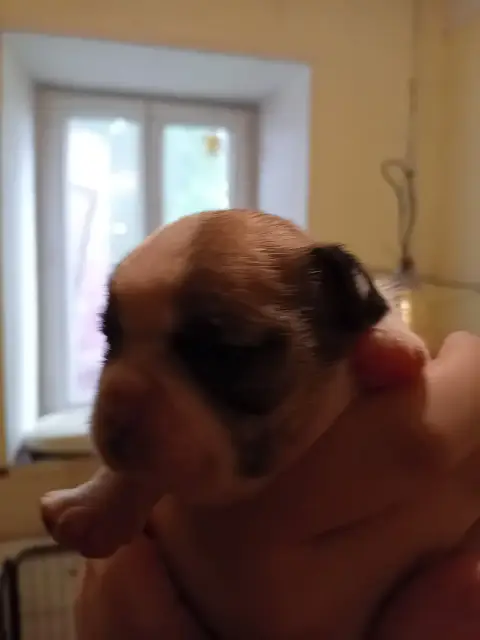 Bouledogue Français  Chiot N°4 Da Cidade Invicta