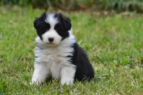 Border Collie  B..... De La Colline D Ans De La Colli be4a8