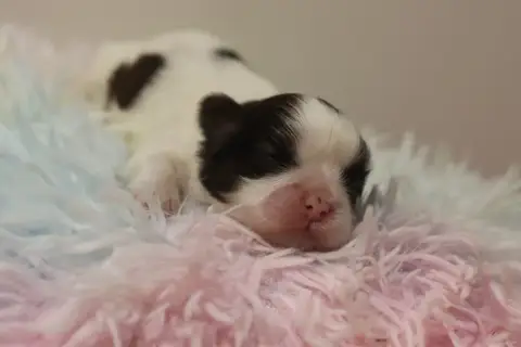 Shih Tzu  Beauty De La Ferme Des Mottes photo 2