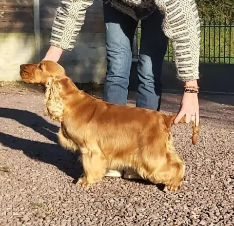 Cocker Spaniel Anglais  Chiot 3 Du Royaume De Lecki 03329 photo 3