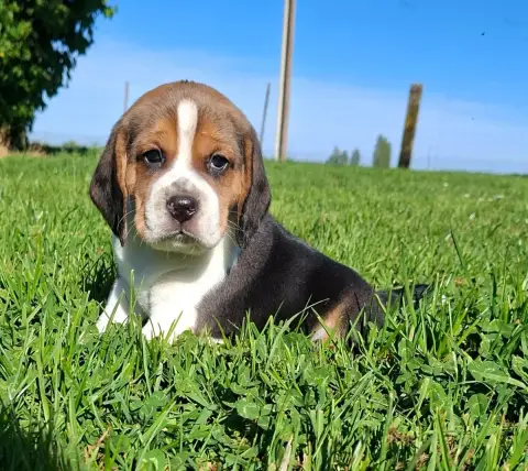 Beagle  Balzac Des Marais De Courmont