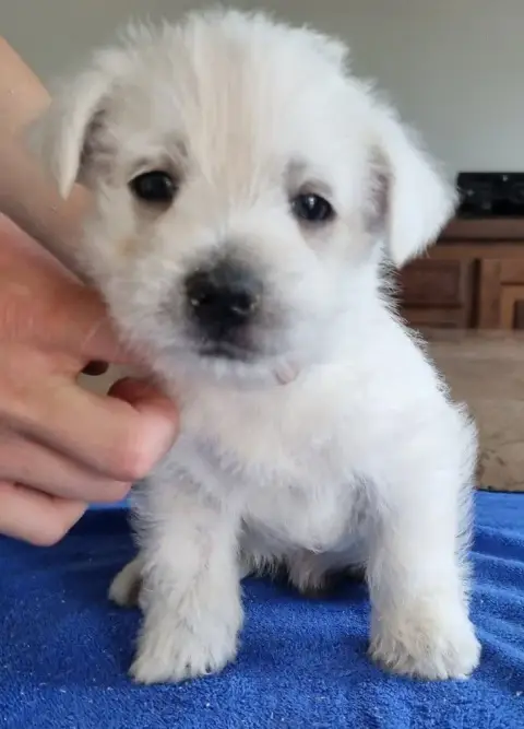 West Highland White Terrier  Chiot N°2 Des Hirondelle ee743 photo 3