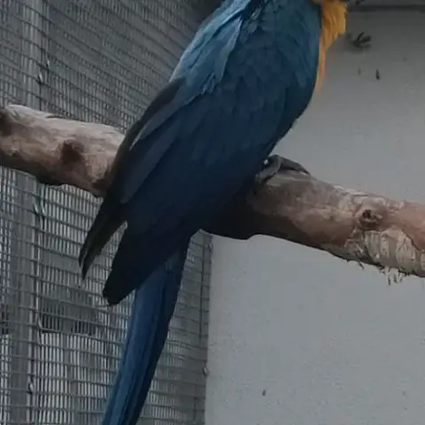 Perroquet Ara Ararauna