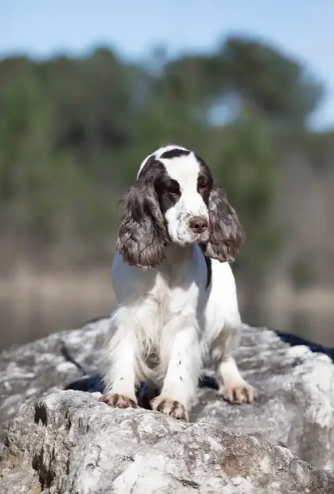 Cocker Spaniel Anglais  Chiot N°6 Du Clos De La Majes 5a9ea photo 3
