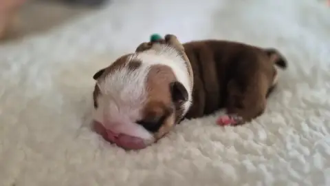 Bulldog Anglais  Blooming Star D'Apadoka photo 2