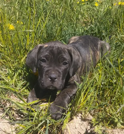 Cane Corso  Collier Vert De La Tribu Amazone photo 2