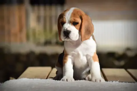 Beagle  Beurre Salé De La Vallée Caid