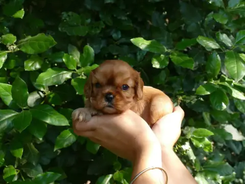 Cavalier King Charles Spaniel photo 2
