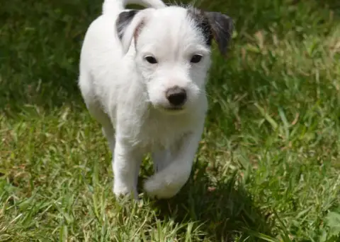Parson Russell Terrier  Bounty Du Jardin D'Inuko