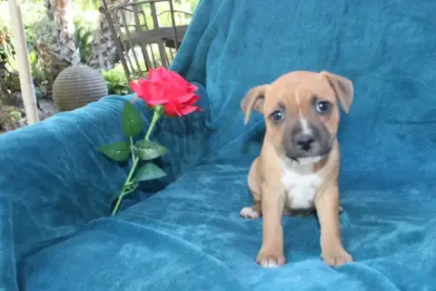 Staffordshire Bull Terrier  Chiot N°4 Des Terres De L 0a42d