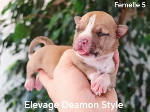 American Staffordshire Terrier photo 2