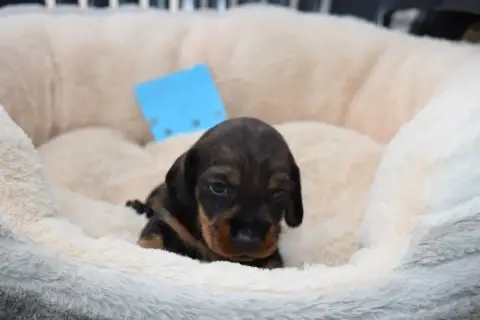 Teckel Poil Dur  Chiot N°2 Du Domaine Du Brame