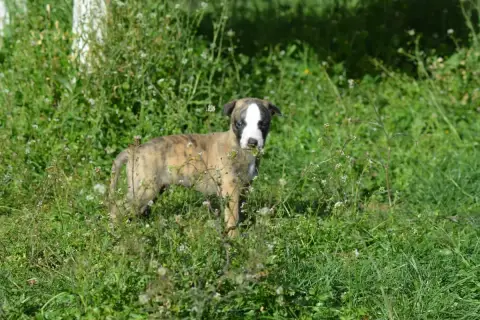 Whippet  Chiot 6 Du Haras Eclair Horside'Whip photo 2