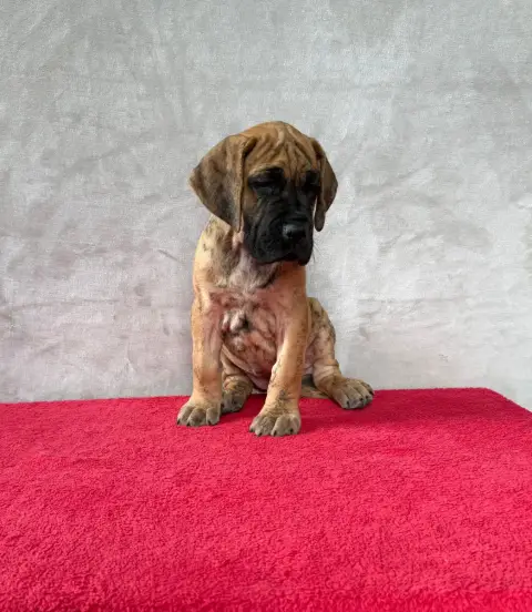 Dogue Allemand  Bogota Du Torrent Royal photo 2