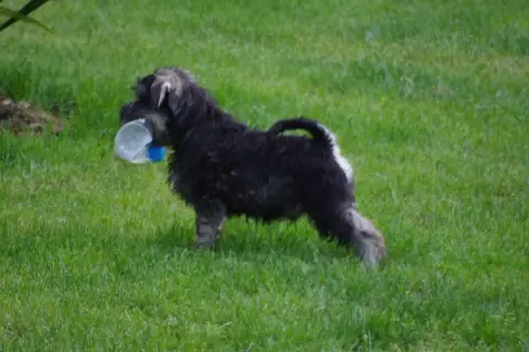 Schnauzer Miniature  Beethoven A L'Ouest Des Prés De  36b04 photo 3