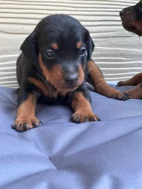 Pinscher Nain  Chiot N°5 Du Moulin De Madjurie