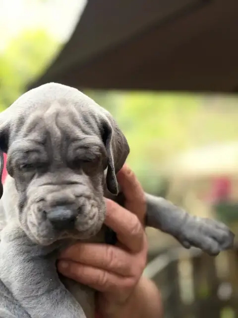 Dogue Allemand  Best Of Des Hobereaux De La Zorn