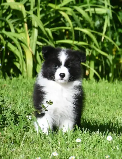 Border Collie  Fille 1 Of Pacific Spirit