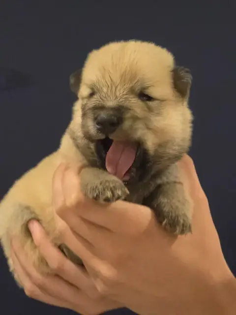 Eurasier  Yellow Du Royaume D'Ebène photo 3