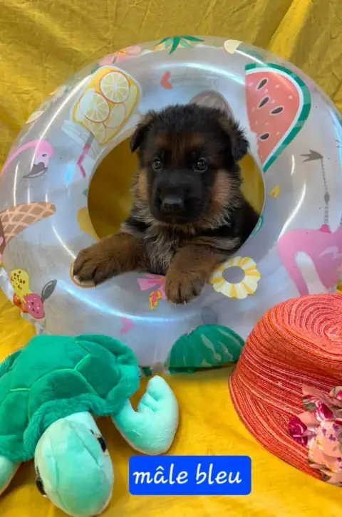 Berger Allemand 
                        Chiot 7 Du C 10b7c