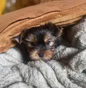 Yorkshire Terrier  Benny Magicstar