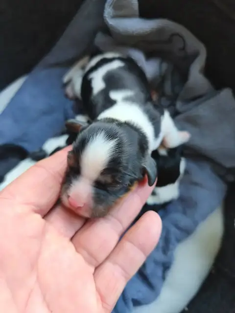 Cavalier King Charles Spaniel  Bébé Tri Du Domaine De e8d49 photo 2