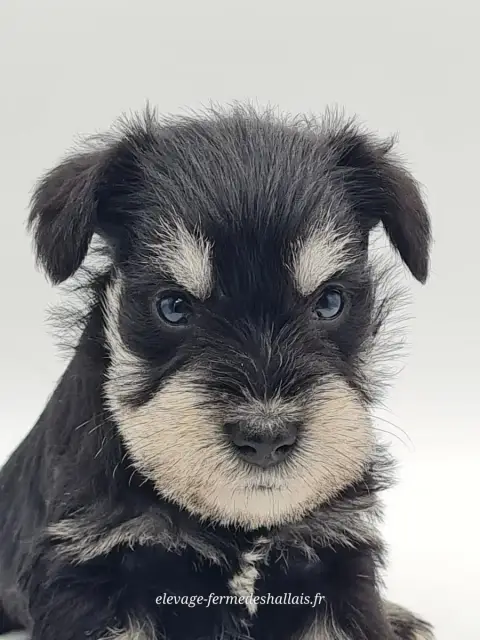 Schnauzer Miniature  Björn Du Mont De La Chenaie