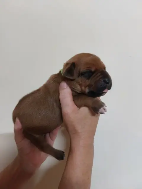Rhodesian Ridgeback 
                        Collier  c293d