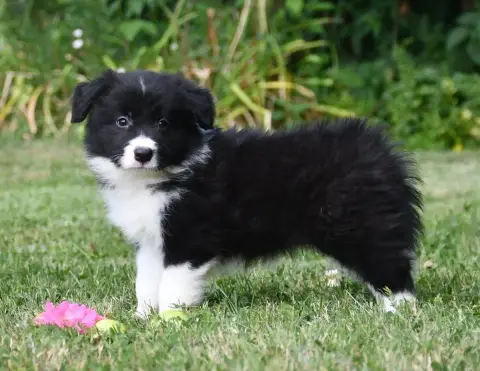 Border Collie 
                        Garçon 3 Of Pa 2feee photo 2