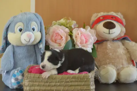 Border Collie  Noire Et Blanche De La Colline D'Ans b8536