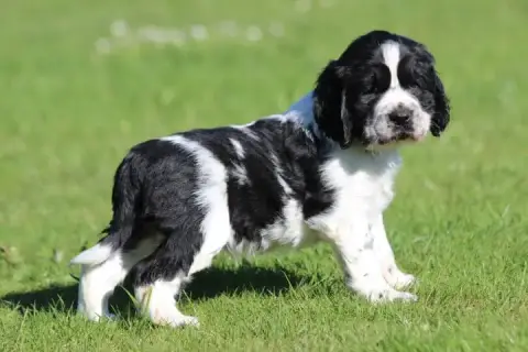 English Springer Spaniel  Male 1 Des Diamants Verts abfad