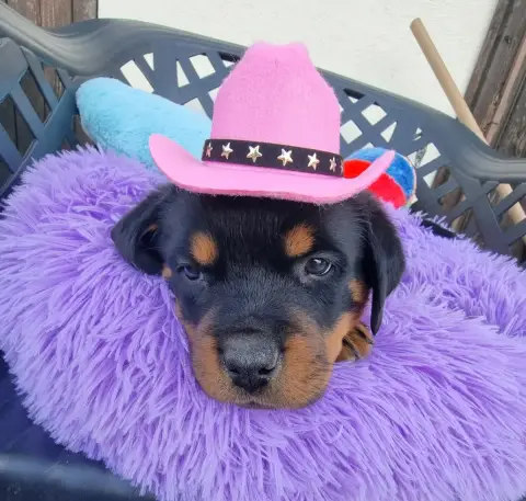 Rottweiler  Beauty De L'Arbre Des Batailles photo 3