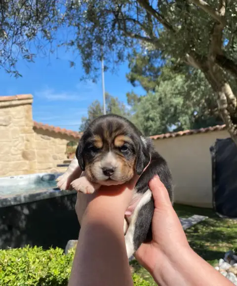 Beagle  Boss De Marcoutel photo 2